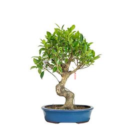 Bonsái de Ginseng (Ficus Retusa) Natural Árbol Conocido por su Elegante Aspecto