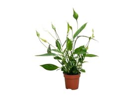 Spathiphyllum Sweet Chico DECOALIVE Planta de Interior Natural para Decorar el Hogar Lirio de la Paz o Espatifilo