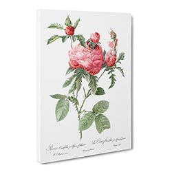 Cabbage Roses In Pink By Pierre Joseph Redoute Vintage Canvas Wall Art Print Ready to Hang, Framed Picture for Living Room Bedroom Home Office Décor, 24x16 Inch (60x40 cm)