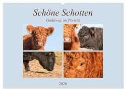 Schöne Schotten - Galloway im Porträt (Wandkalender 2026 DIN A2 quer), CALVENDO Monatskalender: Grandiose Aufnahmen zauberhafter Rinder