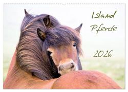 Islandpferde (Wandkalender 2026 DIN A2 quer), CALVENDO Monatskalender: Islandpferde, Islandponys, Fohlen, Natur, Landschaft... dieser Kalender bietet eine breites Spektrum