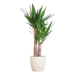 BloomPost Yucca Elephantipes + Fiber Pot White - Kamerplant - Onderhoudsarm - Kamerplant - Makkelijk te kweken - Kantoorplant - Inclusief pot - 75-85 cm