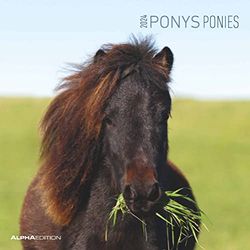 Ponies 2024 - Brochure Calendar 30 x 30 cm (30 x 60 Open) - Calendar with Space for Notes - Ponies - Picture Calendar - Wall Planner - Horse Calendar: Ponies - Horses