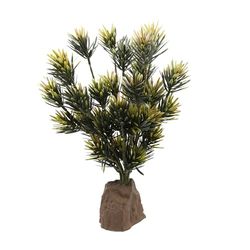 Lucky Reptile Podocarpus