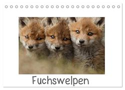 Fuchswelpen (Tischkalender 2024 DIN A5 quer), CALVENDO Monatskalender: Fuchswelpen im Alter von 4-10 Wochen