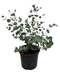 Eucalyptus Natural - Planta de Exterior Resistente y de Riego Moderado