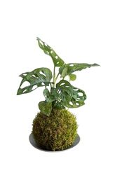 Kokedam Monstera Adansonii| DECOALIVE | Maceta Musgo Natural | Planta Natural