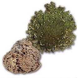 Glooke Selected Selaginella roos Jerico Piante Verdi, Multicolore, Unica