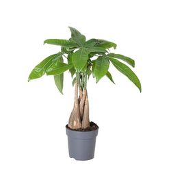 Pachira Aquatica Árbol Natural de Interior de Origen Tropical