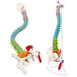 NEW HORIZON Flexible Wirbelsäule | 5 farbcodierte Muskeln W Okipital Bone | Kreuzbein-, Steißbein-, 24 Wirbel, weiche Bandscheiben | Beckenknochen & Femurköpfe, Arterien, Nervenenden | W Handbuch