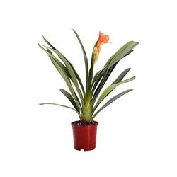 Clivia Natural Exuberante: Impresionante Planta Viva en Maceta Perfecta para Añadir Vida y Color a tu Hogar