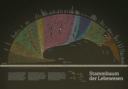 Stammbaum der Lebewesen 100 x 70 cm