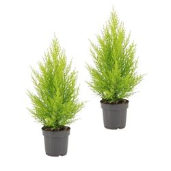 DECOALIVE Ciprés Amarillo - Set 2 Plantas - Cupressus Goldcrest