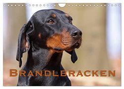 Brandlbracken (Wandkalender 2026 DIN A4 quer), CALVENDO Monatskalender: Ein eleganter Jagdhelfer