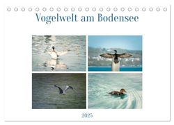 Vogelwelt am Bodensee 2025 (Tischkalender 2025 DIN A5 quer), CALVENDO Monatskalender: Typische Vögel am Bodensee