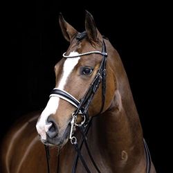 HKM Dina Tack Halters Black Pony