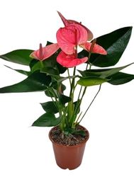 Planta Anthurium Rojo una Joya Natural con Flores Rojas para tu Hogar