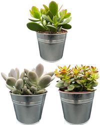 Plantes succulents Mélange - Pots de zinc de 13 cm - Hauteur 16-22 cm - Succulents (3 pièces)