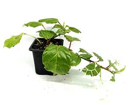 Planta NATURAL del Dinero - Planta Ornamental de Interior o Exterior