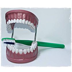 Edu-Science 03089 Giant Dental Care Teeth Model