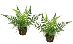Helecho Artificial en Maceta, 23 cm, Juego de 2 Unidades de Helecho Boston, Plantas en Maceta, arbustos, Plantas, Flores, como Real, decoración de Plantas de Seda, Planta Verde, Planta Artificial,