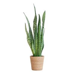 BloomPost Sansevieria Zeylanica - 55-65 cm + mand - Kamerplant - Onderhoudsarme kamerplant - Eenvoudig te kweken kamerplanten voor op kantoor - Inclusief pot