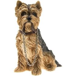 Badania psów - spacery - Yorkshire Terrier (siedzące) LP08282