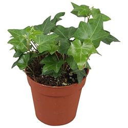 Mini Hiedra Enana Planta Purificadora del Aire Natural