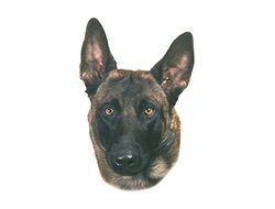 Nobby Autocollant de Malinois Lot de 2