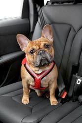 Kleinmetall 15390100 - Cintura di Sicurezza per Cani, Taglia S