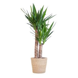 BloomPost Yucca Elephantipes - mand 75-85 cm + - Kamerplant - Onderhoudsarm - Kamerplant - Makkelijk te kweken - Plant voor op kantoor - Inclusief pot