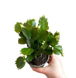 Cactus de Navidad La Planta Que Alegrará tu Hogar