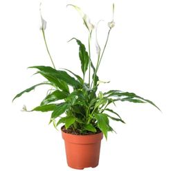 Mini Planta de Interior Spathiphyllum DECOALIVE Lirio de la Paz o Espatifilo