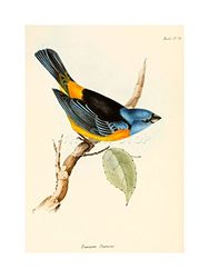 Wee Blue Coo Scientific Bird Illustration Tanagra Darwin Picture Wall Art Print