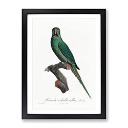 Rose Ringed Parakeet By F. Levaillant Vintage Framed Wall Art Print, Ready to Hang Picture for Living Room Bedroom Home Office Décor, Black A4 (34 x 25 cm)