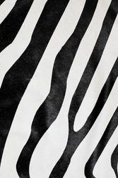 Zebra Print: Write on the Wild Side