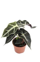 Alocasia Polly Natural Planta Resistente y Tropical