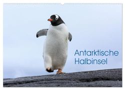 Antarktische Halbinsel (Wandkalender 2025 DIN A2 quer), CALVENDO Monatskalender: Tier- und Lanschaftsaufnahmen von der Antarktischen Halbinsel