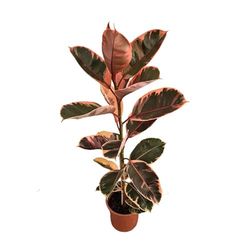 Ficus Pink Ruby Natural La Belleza en Rosa para tus Espacios Interiores