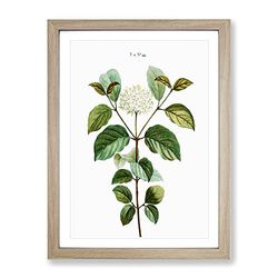 Dogwood Flowers By Pierre Joseph Redoute Vintage Framed Wall Art Print, Ready to Hang Picture for Living Room Bedroom Home Office Décor, Oak A3 (34 x 46 cm)
