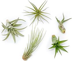 Tillandsias Vivas para Interior y Exterior Lote de 5 Unidades Diferentes
