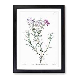 Purple Phlox Flowers Vintage Framed Wall Art Print, Ready to Hang Picture for Living Room Bedroom Home Office Décor, Black A3 (34 x 46 cm)