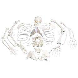 3B Scientific A05/1 Scheletro Non Montato, Completo di Cranio in 3 Parti + software gratuito di anatomia - 3B Smart Anatomy