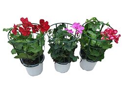 DECOALIVE Murcianas - Pack 3 Plantas - Geranios Gitanilla o Murciana Pelargonium