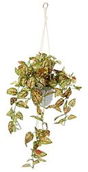 Konstgjord Philo-hängampel med kruka, konstgjord växt, ranka, girlang, grön växt, dekoration, växtampel, grön växt, inomhusväxt, klätterväxt, murgröna, blomampel, krukväxt, konstgjord blomma, Fittonia
