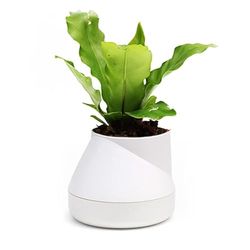 QUALY Oasis Hill QLX20001-WH Pot de Fleurs avec système d'irrigation Automatique Blanc Taille S