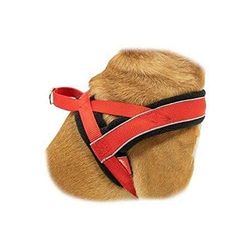 Pawise Correa, Collar, Arnés 1 Unidad 300 g