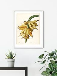 Komar Väggmålning – plantains – storlek: 50 x 70 cm – affisch, konsttryck, dekoration, vardagsrum, sovrum (utan ram)