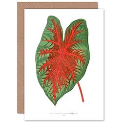 Wee Blue Coo Leaf Caladium Bicolor Spendens Greeting Card With Envelope Inside Premium Quality