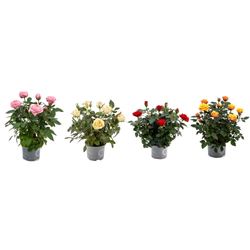 Rosales Miniatura Pack de 4 Plantas con Flores de Colores